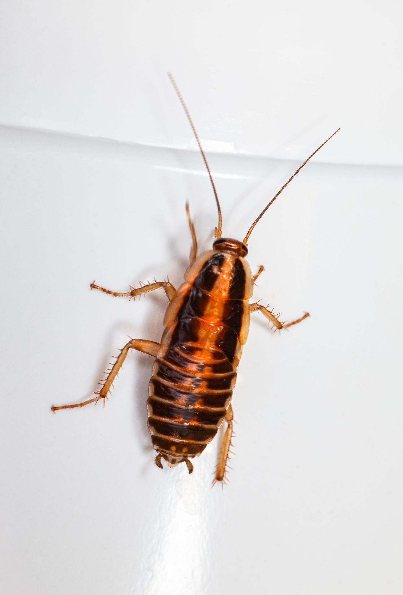German cockroach (Blattella germanica) close-up identification on a light background