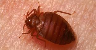Close-up photograph of an adult bed bug showing its oval, reddish-brown body